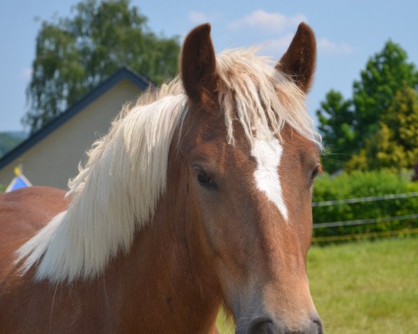 horse Lorelei (Black Forest Horse, 2022, from Rotenberg)