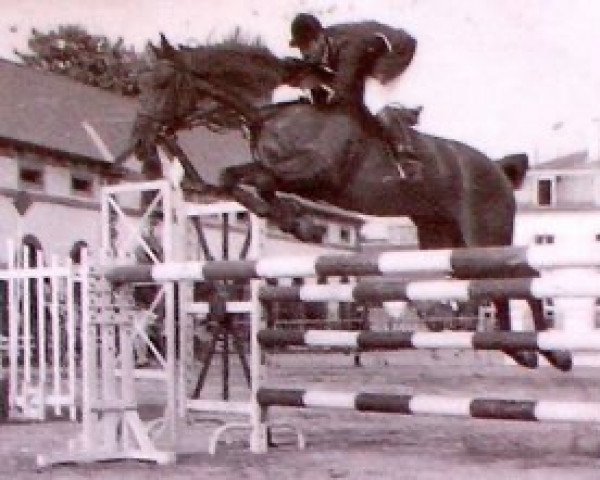 stallion Ubu Roi AA (Anglo-Arabs, 1961, from Florealys AA)