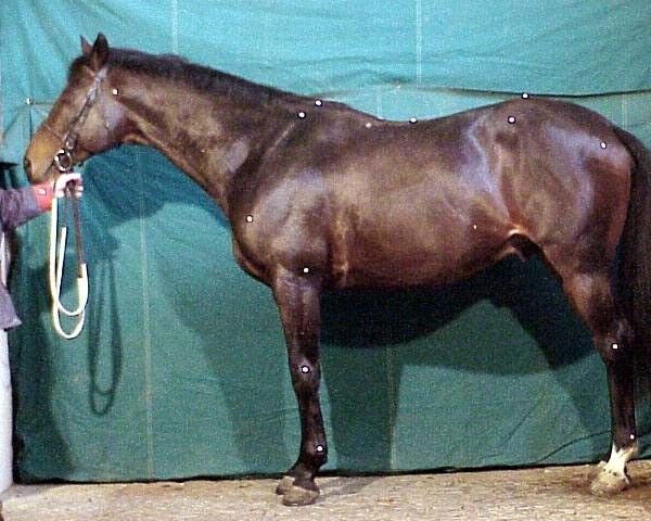 stallion Eglefin AA (Anglo-Arabs, 1990, from Gaverdi x)