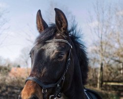 dressage horse Daliha (Oldenburg, 2012, from Dr Doolittle 45)