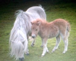 broodmare Zenna V. Stal Heidelust (Shetland Pony,  , from Barflat 20th Century Boy)