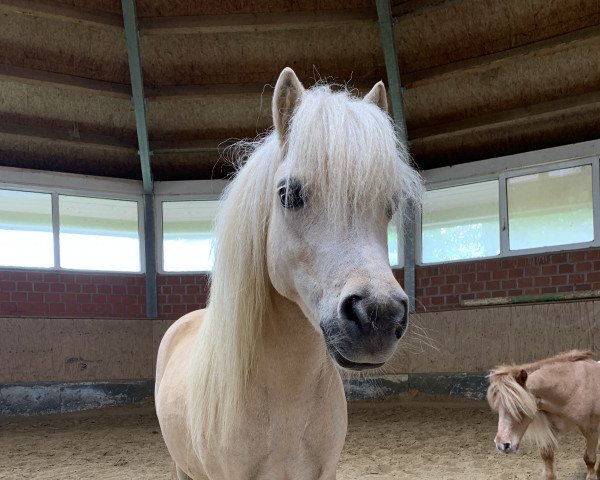 Zuchtstute Gaby v. Huurlo (Shetland Pony, 2013, von Tim)