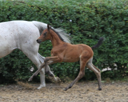 Springpferd Manhattan Love Story (Trakehner, 2020, von Zauberreigen)