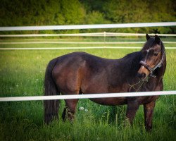 horse Ora (German Riding Pony, 1998, from Bünteeichen-Manolito)