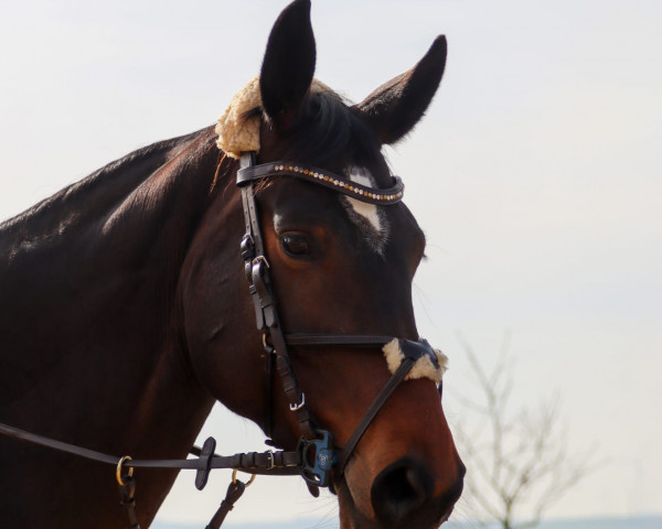 dressage horse Luna (German Sport Horse, 2016, from Londonderry)