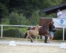 dressage horse Dobbys White Socks (German Riding Pony, 2023, from Du weißt schon wer)