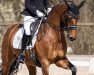 dressage horse Vitalis Pepper (Westphalian, 2011, from Vitalis)