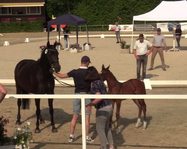 Sichtung zum Horse24-Fohlenchampionat 2023 in Fröndenberg