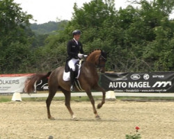 dressage horse Harrods FRH (Hanoverian, 2013, from Hochadel)