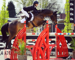 Springpferd H'Ayla Verano (KWPN (Niederländisches Warmblut), 2012, von Tangelo van de Zuuthoeve)