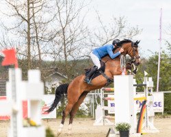 jumper Bingo Von Hof (Swiss Warmblood, 2014, from Button Sitte)