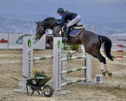 jumper Camiro W.s. CH (Swiss Warmblood, 2016, from Croesus)