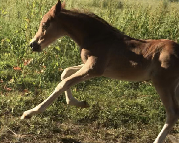 dressage horse Golden Abrax (German Riding Pony, 2023, from Gipfelstürmer)