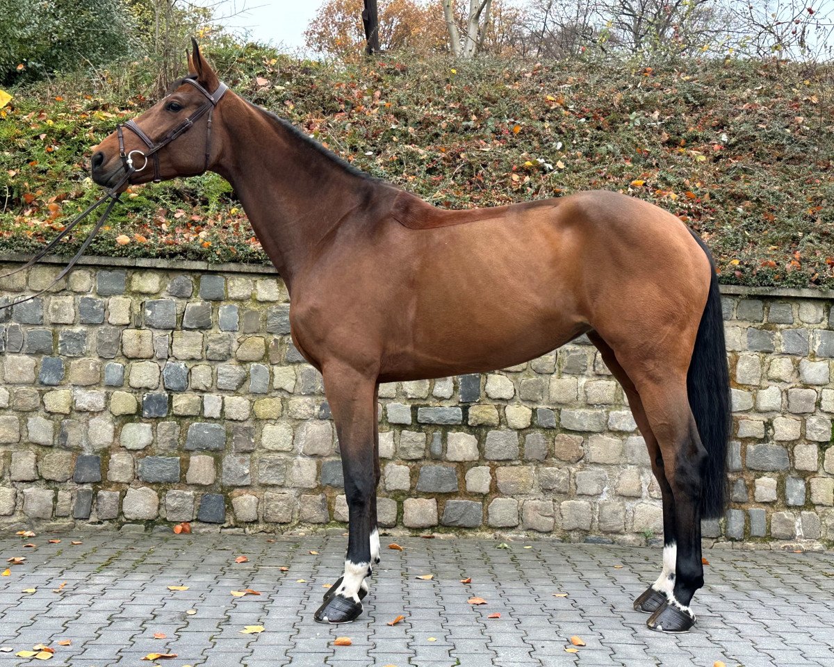jumper Karlandra (Holsteiner, 2017, from Kannan)