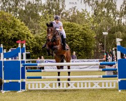 Springpferd Rossa (Polnisches Warmblut, 2011, von Contender Son)