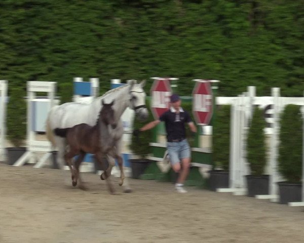 Sichtung zum Horse24-Fohlenchampionat 2023 in Fröndenberg