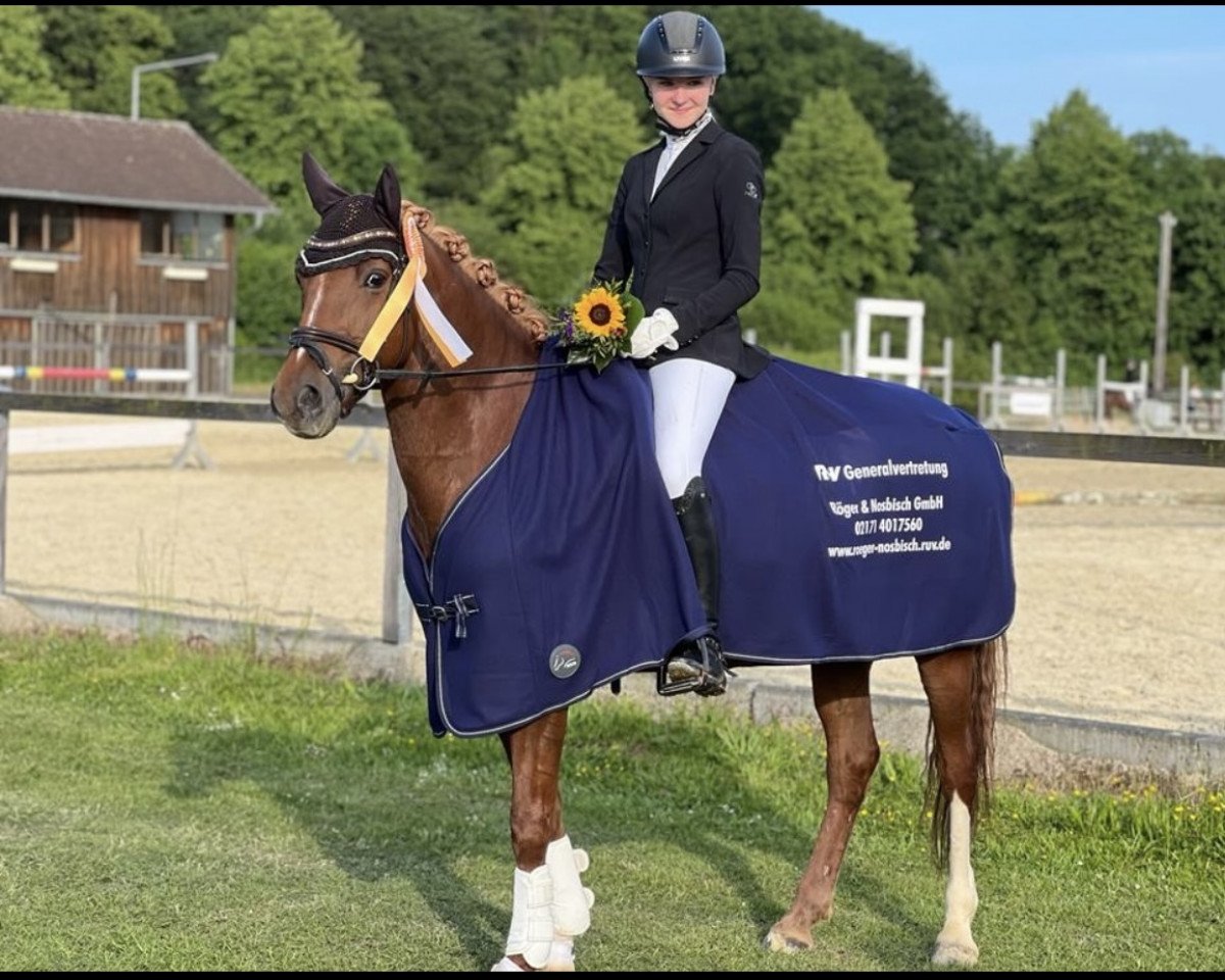 Zuchtstute Die Blonde (Deutsches Reitpony, 2014, von Donovan 119)