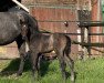 jumper Stute von Caytens / Untouchable (Oldenburg show jumper, 2023, from Caytens)