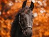 dressage horse Sifermann van Stal Daimler (Friese, 2013, from Beart 411)