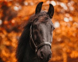 dressage horse Sifermann van Stal Daimler (Friese, 2013, from Beart 411)