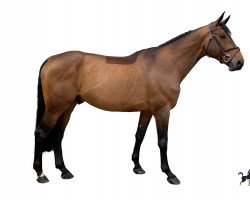 stallion Einstein de Hus (Selle Français, 2014, from Baloubet du Rouet)