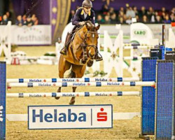 broodmare Queen Carola (Oldenburg show jumper, 2004, from Quidam's Rubin)