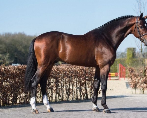 stallion Panenka de Kalvarie (Belgian Warmblood, 2015, from Comme il Faut)