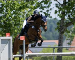 Springpferd La Hilda K (Deutsches Sportpferd, 2016, von Hinault)