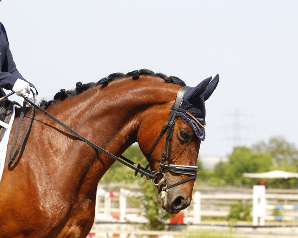 dressage horse Pocket Rocket 3 (Hungarian Warmblood, 2013, from 4829 Agropoint Cannizzaro)