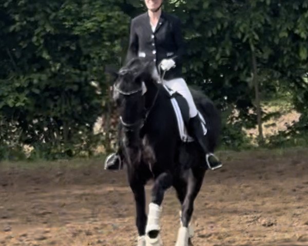 dressage horse Black Pearl 143 (Rhinelander, 2017, from Bernay)