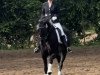 dressage horse Black Pearl 143 (Rhinelander, 2017, from Bernay)