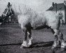 stallion Don Lothario RS Ldb Wi (Rhenish-German Cold-Blood, 1928, from Lothar III RS 651)