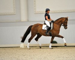 dressage horse Wyomie L (Holsteiner, 2006, from Lou Bega)