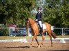 dressage horse Dillinger 2 (German Riding Pony, 2007, from FS Don't Worry)