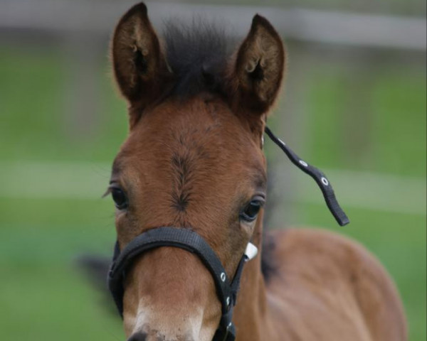 dressage horse Elli Golding (Westphalian, 2023, from Extra Gold)