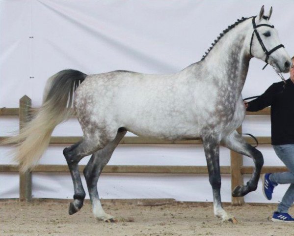 stallion Zirocco Jr. (Hanoverian, 2017, from Zirocco Blue)