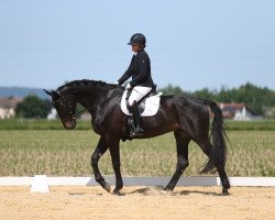 dressage horse Harlekin Le (Oldenburg, 2016, from Honoré du Soir)