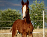 dressage horse Franz Eberhofer (Westphalian, 2023, from Fürst Toto)