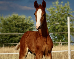 horse Franz Eberhofer (Westfale, 2023, from Fürst Toto)