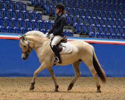 broodmare Gade's Cordina (Fjord Horse, 2019, from Tyfon Skovå)