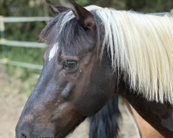 dressage horse Caballito (unbekannt, 2006, from Canaris)