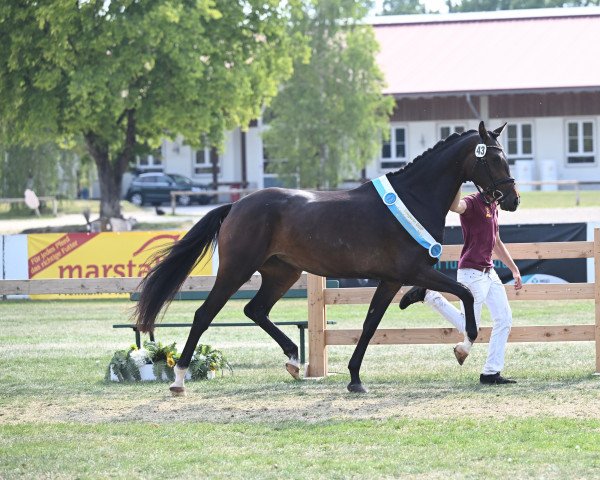 broodmare Royal Angel M (German Sport Horse, 2020, from Viva Gold OLD)