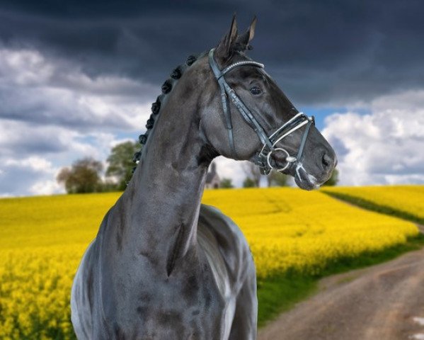 dressage horse Vincino (Oldenburg, 2020, from Vivino)