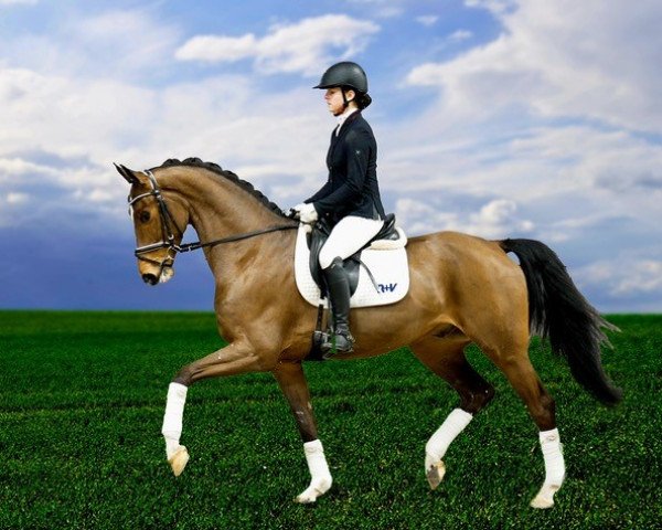 dressage horse Sir Quincy 4 (Westphalian, 2018, from Sir Heinrich OLD)