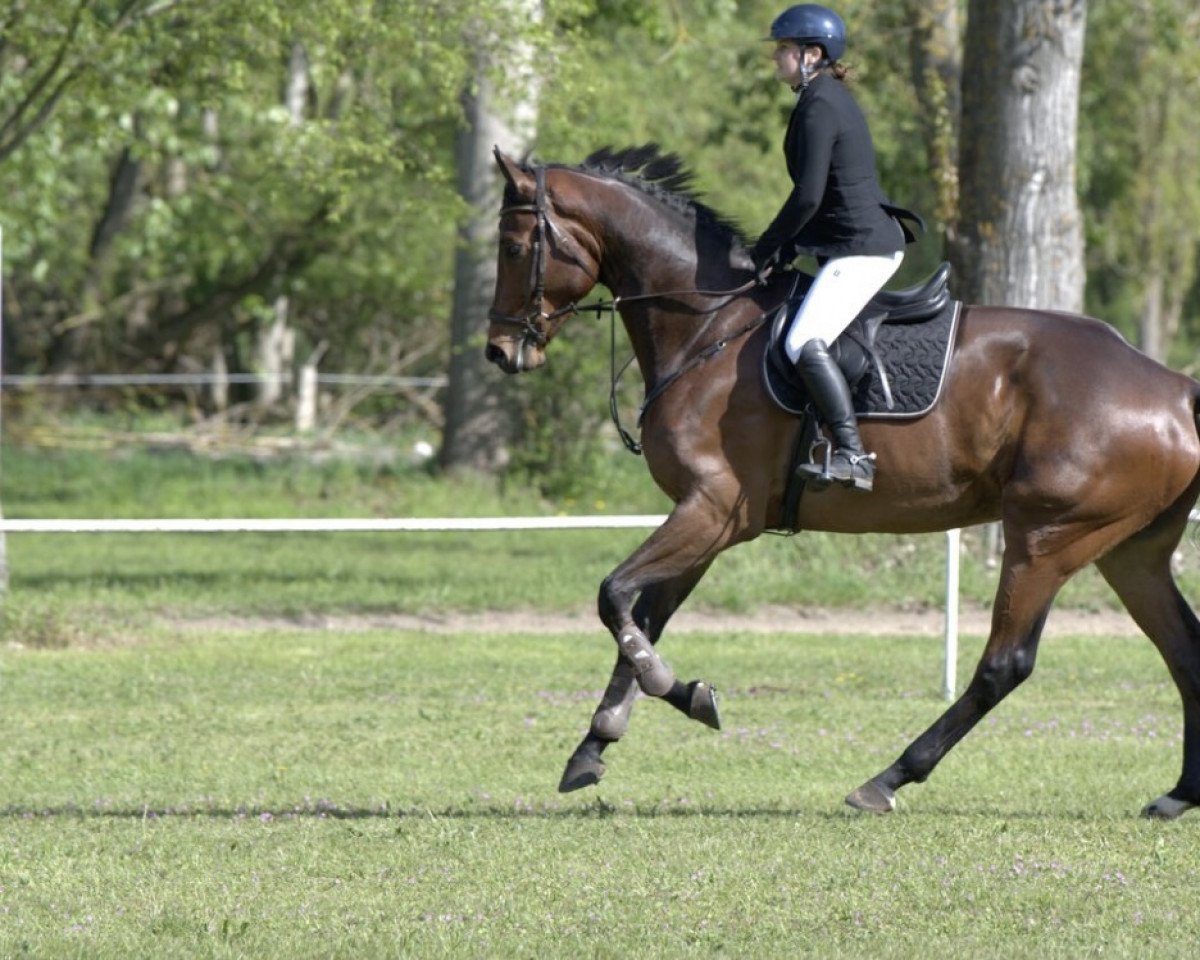 jumper Sir Cornet Clas van Eeckelghem (Belgian Warmblood, 2018, from Cornet Obolensky)