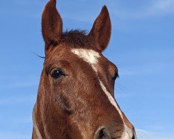 horse Calluci (Czech Warmblood, 2017, from Caluca Z)