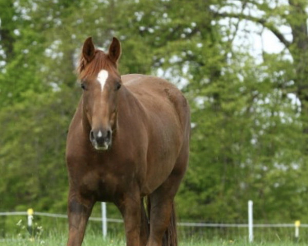 dressage horse Faminion (Oldenburg, 2018, from Feinrich)