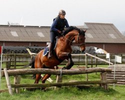 broodmare Mighty Fine (Zangersheide riding horse, 2011, from Mighty Magic)