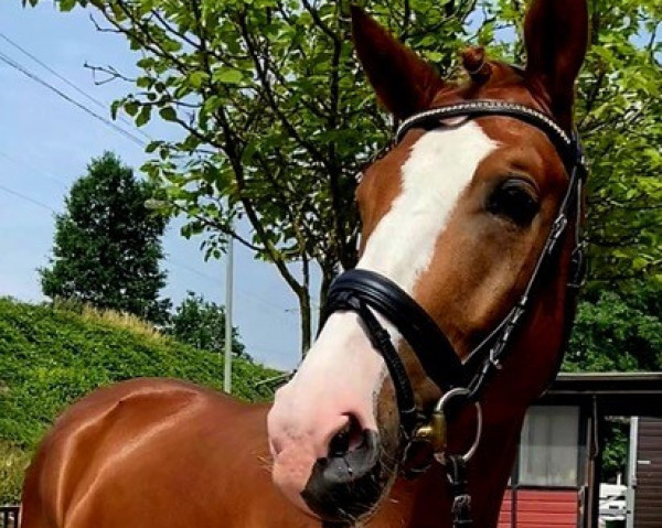 dressage horse Bombastic (Westphalian, 2019, from Callaho's Benicio)