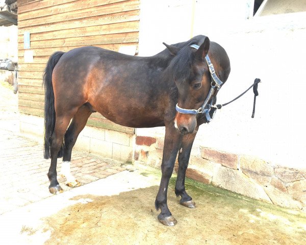 dressage horse Carlson Royal (German Riding Pony, 2009, from Chantre B)